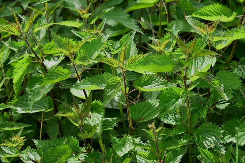 Herb Scissors
